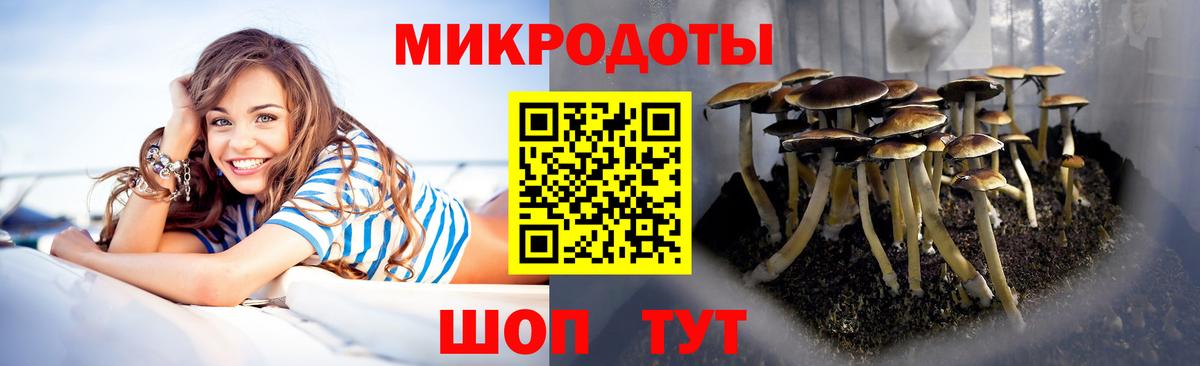 Псилоцибиновые грибы Psilocybe  Галлюциногенные грибы MAGIC MUSHROOMS  Калининград 